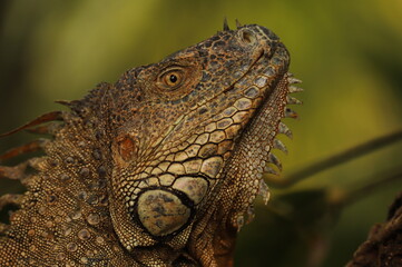 iguane