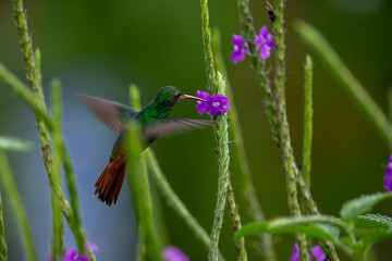 colibri