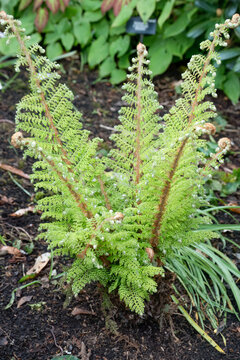 close-up of Polystichum setiferum, soft shield fern, Polystichum setiferum bulbosum, Polystichum setiferum angulare
