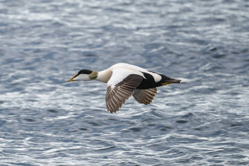 Common eider, St. Cuthbert's duck, Cuddy's duck - Somateria mollissima male flying over blue sea. Photo from Djupivogur in East Iceland.