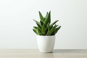 Aloe vera in pot on colored background
