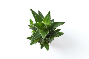Aloe vera in pot on white background
