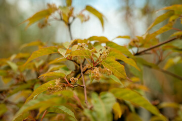 close-up of Acer Davidii or Snake Bark Maple