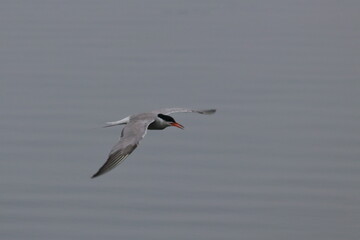 tern in flight