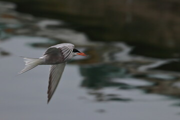 tern in flight