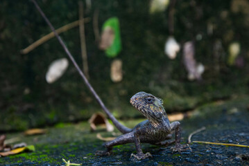 lizard on the ground