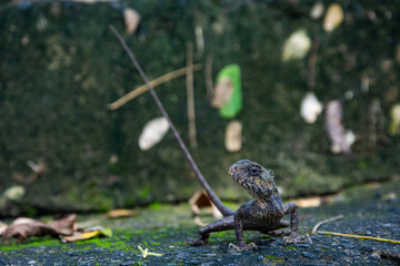 lizard on a ground