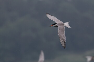 tern in flight