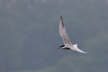 tern in flight