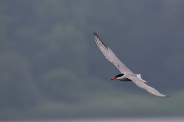 tern in flight