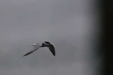 tern in flight