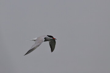 tern in flight
