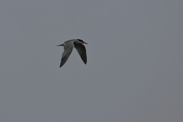 tern in flight