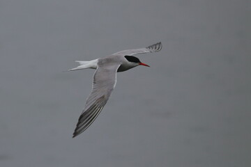 tern in flight
