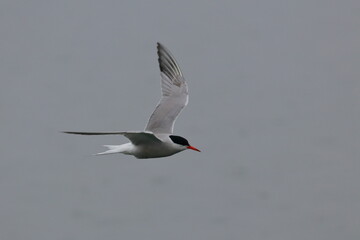 tern in flight