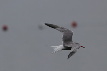 tern in flight