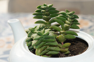 White teapot repurposed as a planter for a Crassula Perforata. A decorative and sustainable option...