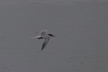 tern in flight