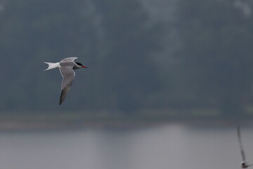 tern in flight