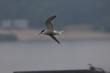 tern in flight