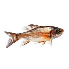 Obraz premium Roach fish on white background,png