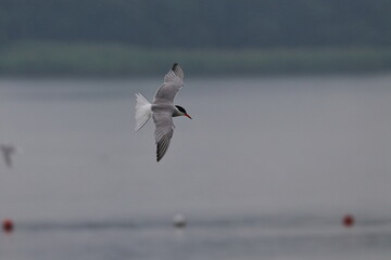 tern in flight