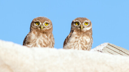 great horned owl