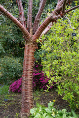 Fototapeta premium close-up of a Prunus serrula, Tibetan cherry, birch-bark tree, ornamental cherry, Prunus tibetica, Prunus serrula var. tibetica