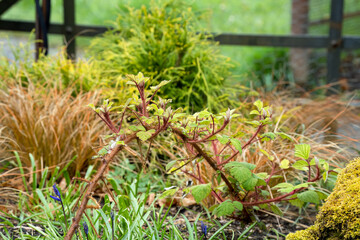 close-up of Rubus phoenicolasius, wineberry, Japanese climbing bramble, Japanese wineberry
