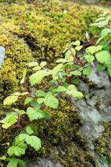 close-up of Rubus phoenicolasius, wineberry, Japanese climbing bramble, Japanese wineberry