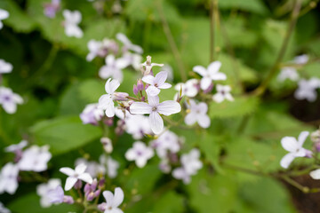 close-up of Lunaria rediviva, perennial honesty