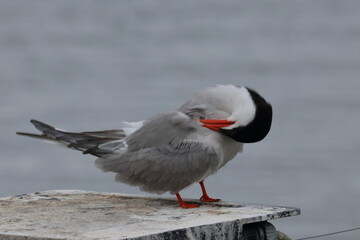 common tern