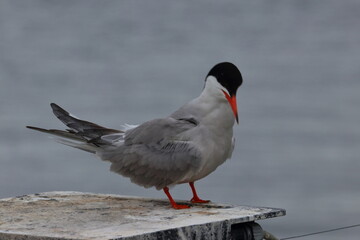 common tern
