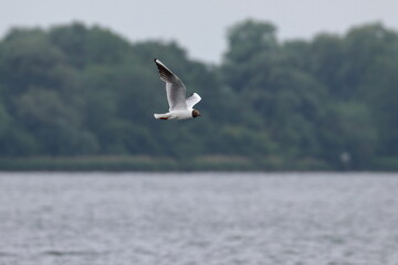 common tern