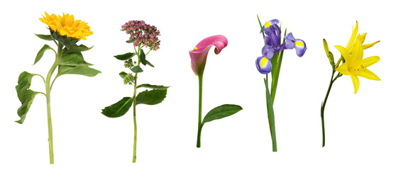 Set of flowers (sunflower, lily, iris, calla, hylotelephium telephium) isolated on white or transparent background © Ortis