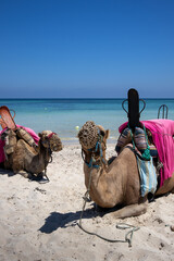Fototapeta premium Camels relaxing on a beach, Djerba, Tunisia