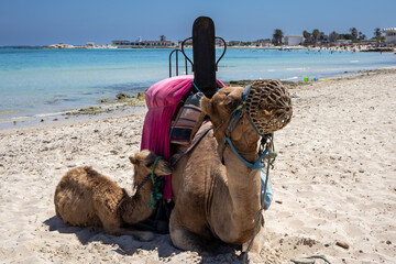 Camels relaxing on a beach, Djerba, Tunisia