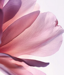 Background with pink flower petals, macro detail	