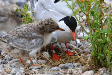 common tern