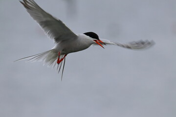 common tern