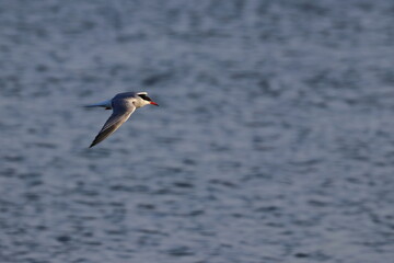 common tern