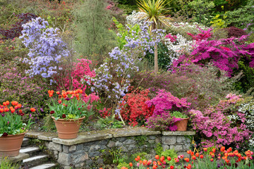 close-up of several Tulip flowers (Tulipa)