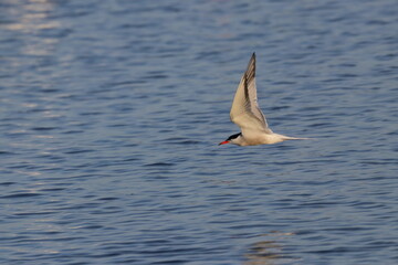 sterna hirundo