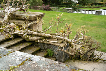 close-up of Wisteria brachybotrys f. albiflora 'Shiro-kapitan', silky wisteria