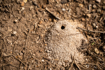 A CloseUp View of an Anthill and Its Entrance Nestled in Ground Cover, Soil Layers, and Surroundings