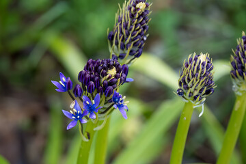 close-up of Scilla peruviana, the Portuguese squill