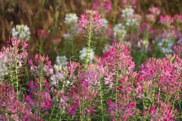 Spider flower field in the Evening