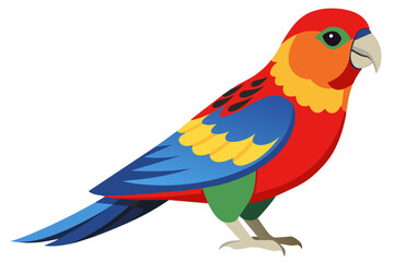  Eastern rosella vector art illustration