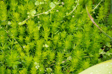 close-up of Phuopsis stylosa, the Caucasian crosswort or large-styled crosswort