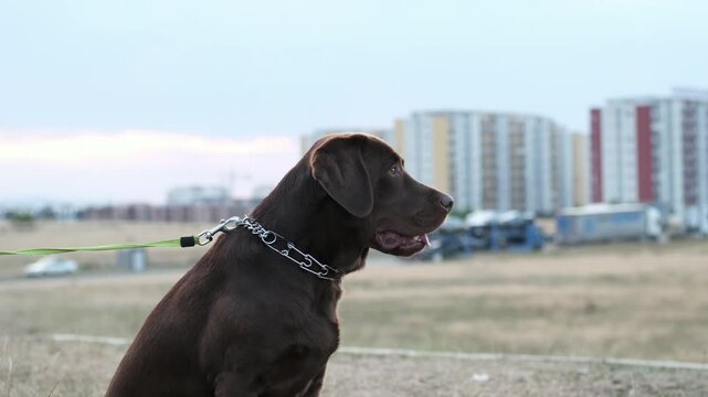 Portrait of German Shorthaired Pointer dog
